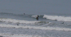 121017pm-eagle1 (1).jpg